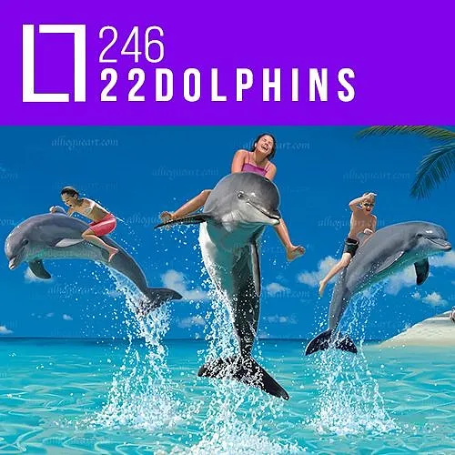 246 - 2 2 D o l p h i n s